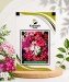 Phlox Drummondii Beauty Mix - Image 1